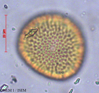 ISEM 1/Daphnopsis_macrophylla_29143/Daphnopsis_macrophylla_29143_0001(copy)_thumb.jpg